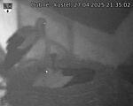 Capi_Dubne_20250427_213502.jpg