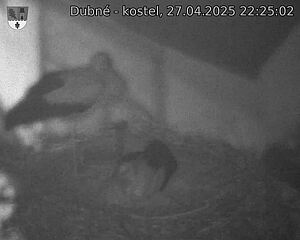 Capi_Dubne_20250427_222502.jpg (1350 x 1080)
