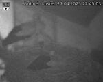 Capi_Dubne_20250427_224503.jpg