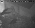 Capi_Dubne_20250427_225502.jpg