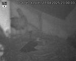 Capi_Dubne_20250427_230003.jpg