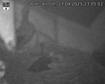 Capi_Dubne_20250427_230502.jpg