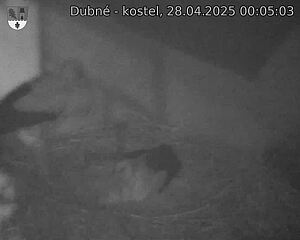 Capi_Dubne_20250428_000503.jpg (1350 x 1080)
