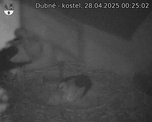 Capi_Dubne_20250428_002502.jpg (1350 x 1080)