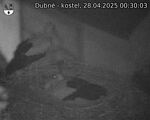 Capi_Dubne_20250428_003003.jpg