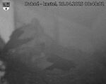 Capi_Dubne_20250428_004002.jpg