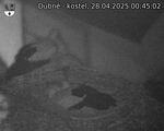 Capi_Dubne_20250428_004502.jpg