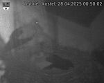 Capi_Dubne_20250428_005002.jpg