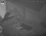 Capi_Dubne_20250428_005503.jpg