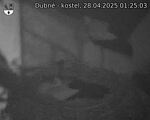 Capi_Dubne_20250428_012503.jpg