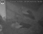 Capi_Dubne_20250428_013002.jpg