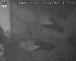 Capi_Dubne_20250428_013502.jpg
