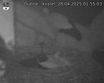 Capi_Dubne_20250428_015503.jpg