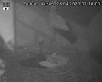 Capi_Dubne_20250428_021003.jpg