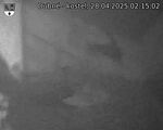 Capi_Dubne_20250428_021502.jpg