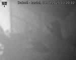 Capi_Dubne_20250428_032002.jpg