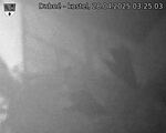 Capi_Dubne_20250428_032503.jpg