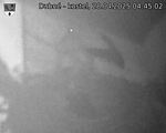 Capi_Dubne_20250428_044502.jpg