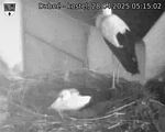 Capi_Dubne_20250428_051502.jpg