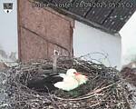 Capi_Dubne_20250428_053502.jpg