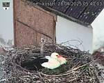 Capi_Dubne_20250428_054003.jpg