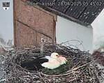 Capi_Dubne_20250428_054502.jpg