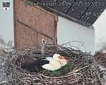 Capi_Dubne_20250428_055003.jpg