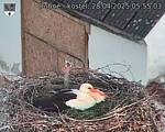 Capi_Dubne_20250428_055503.jpg