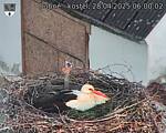 Capi_Dubne_20250428_060002.jpg