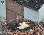 Capi_Dubne_20250428_060502.jpg
