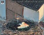Capi_Dubne_20250428_061003.jpg