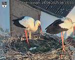 Capi_Dubne_20250428_061503.jpg