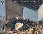 Capi_Dubne_20250428_062003.jpg