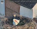 Capi_Dubne_20250428_062503.jpg