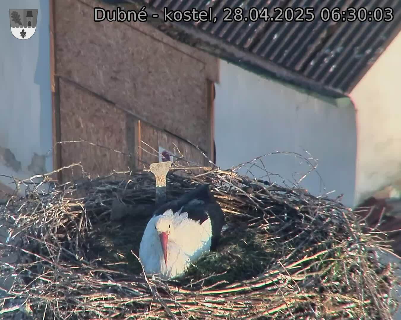 Capi_Dubne_20250428_063003.jpg (1350 x 1080)