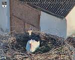 Capi_Dubne_20250428_063003.jpg