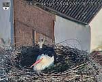 Capi_Dubne_20250428_063503.jpg