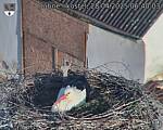 Capi_Dubne_20250428_064003.jpg