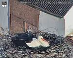Capi_Dubne_20250428_064503.jpg