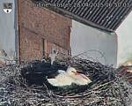 Capi_Dubne_20250428_065003.jpg