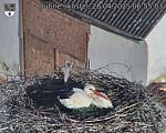 Capi_Dubne_20250428_065503.jpg