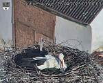 Capi_Dubne_20250428_070003.jpg