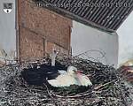 Capi_Dubne_20250428_071003.jpg