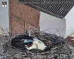 Capi_Dubne_20250428_071503.jpg