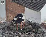 Capi_Dubne_20250428_072503.jpg