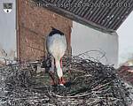 Capi_Dubne_20250428_073003.jpg