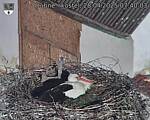 Capi_Dubne_20250428_074003.jpg