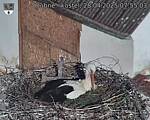 Capi_Dubne_20250428_075503.jpg