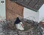 Capi_Dubne_20250428_083003.jpg