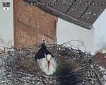 Capi_Dubne_20250428_084503.jpg